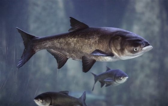 Asian Carp